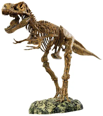 Правда ли, что в музеях выставляют настоящие кости динозавров
