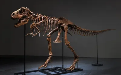 Набор EDU-TOYS скелет динозавра 91см купить по цене 5789 ₽ в  интернет-магазине Детский мир