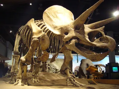 Бесплатные Скелеты динозавров стоковые фотографии | FreeImages