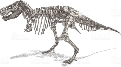 Как заново собирают скелеты динозавров