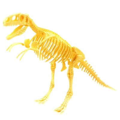 Скелет динозавра рисунок |