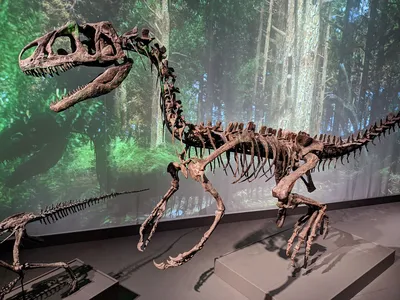 модель статуэтка Скелет Динозавра Трицератопс из бронзы купить