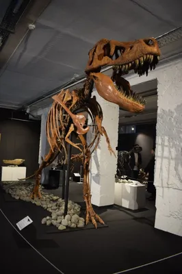 Где находится самый большой скелет динозавра? - фотоблог