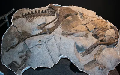 Портрет Скелет Динозавра, Изолированных На Чистый Белый. Фотография,  картинки, изображения и сток-фотография без роялти. Image 13353314