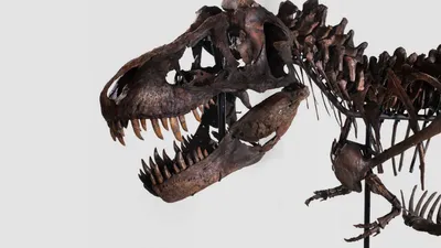 Векторный силуэт скелета динозавров. Ручной скелет динозавра. Кости  динозавров, экспонаты окаменелостей в музее Векторное изображение  ©Designer_things 402542846