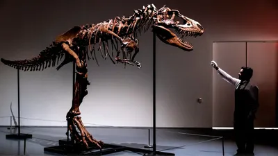 Динозавров придумали? Ученые объяснили, почему кости рептилий так трудно  найти. Читайте на UKR.NET