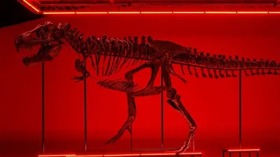 Модель скелета динозавра DIPLODOCUS, цена - 31700 руб