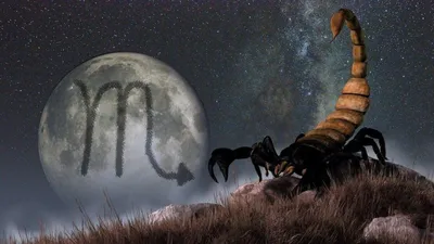 талисман Скорпиона PNG , скорпион, талисман, животное PNG картинки и пнг  PSD рисунок для бесплатной загрузки