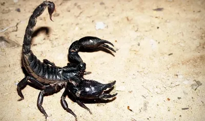 Драгоценное изделие в виде скорпиона…» — создано в Шедевруме