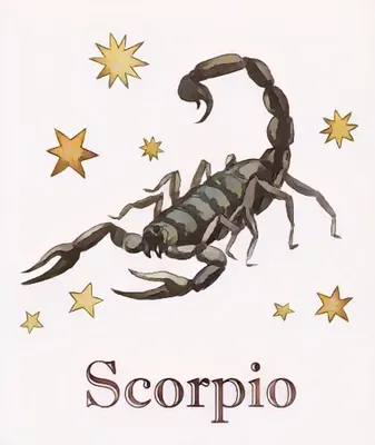 Набор «Скорпион» - купить по доступное цене. Доставка и Самовывоз. — МАТЕ  ШОП