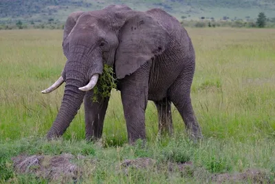 Картинки Слона фотографии