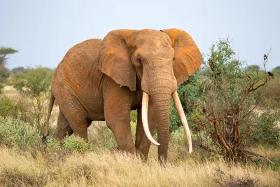 Черно-белое изображение слона Стоковое Изображение - изображение  насчитывающей саванна, национально: 91130953