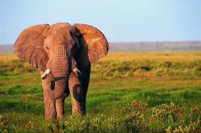 Слоны без бивней стали обычным явлением как эволюционная реакция на  браконьеров