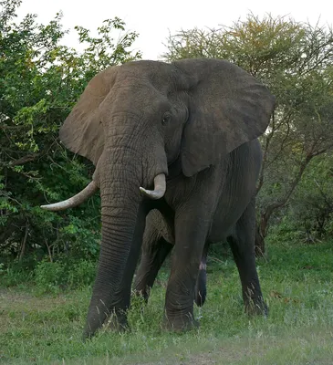 портрет слона стоковое изображение. изображение насчитывающей уши - 1109141