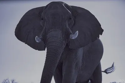 Лицо Слона — стоковые фотографии и другие картинки Африка - Африка,  Африканский слон, Без людей - iStock