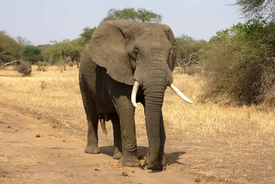 белизна африканского слона изолированная Стоковое Фото - изображение  насчитывающей глаз, угрожано: 8115112