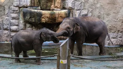 Освободите слонов! 20 июня отмечается Всемирный день защиты слонов в  зоопарках