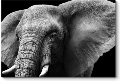 Два взрослых слона · Бесплатные стоковые фото