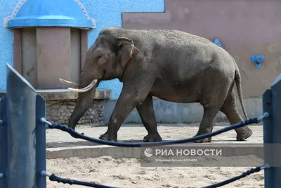 Зоологи выяснили, как слоны оплакивают умерших - Газета.Ru | Новости