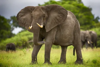 Сравнительная геномика объяснила, почему азиатские слоны больше подвержены  раку, чем африканские • Татьяна Романовская • Новости науки на «Элементах»  • Биоинформатика, Онкология, Эволюция, Генетика, Зоология