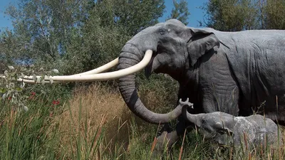3D головоломка Два слона - Купить оптом в компании Бумбарам
