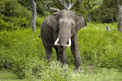 Африканские слоны стали рождаться без бивней из-за браконьеров - Газета.Ru  | Новости