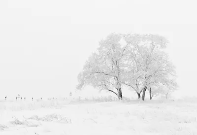 Зима. Природа. Снег. Красиво. …» — создано в Шедевруме