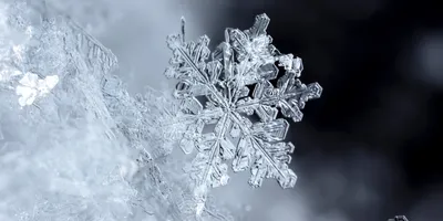 Фотографии снежинок в самом высоком разрешении: хрупкая красота | Пикабу
