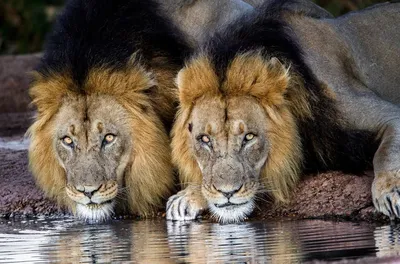 Почему львы не нападают на туристов во время сафари | Заметки о животных |  Дзен