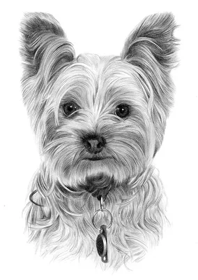 Рисунки для срисовки на праздник День черных собак (48 фото) » рисунки для  срисовки на Газ-квас.ком