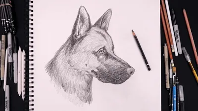 Рисунки собак для срисовки, легкие картинки