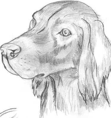 Рисунки собак для срисовки (37 лучших фото)