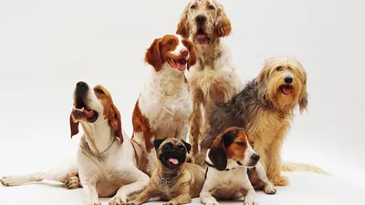 Щенки, собаки разных пород для любви и обожания!/Puppies, dogs. | Facebook