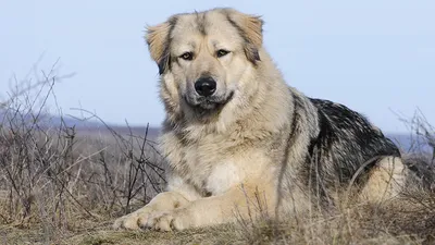 Немецкая овчарка: описание породы, характер, содержание собаки