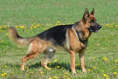 Кавказская овчарка собака: фото, характер, описание породы