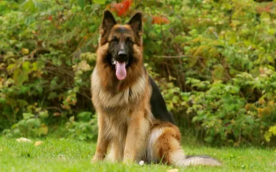 Бельгийская овчарка собака: фото, характер, описание породы