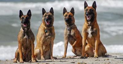пять разных пород немецких овчарок, фотографии разных пород собак фон  картинки и Фото для бесплатной загрузки