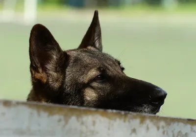 Сухой корм Royal Canin German Shepherd для взрослых собак породы немецкая  овчарка от 15 месяцев, 11кг - Корма для собак