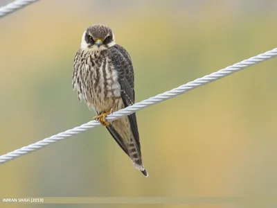 Фейсбук помог обнаружить сокола-пустельгу из Беларуси … в Ливии! |  BirdWatch.by