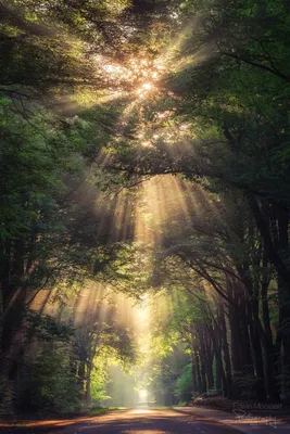 Фотообои \"Солнечные лучи в лесу\" - Арт. 150374 | Купить в интернет-магазине  Уютная стена