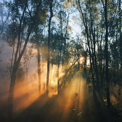 Магический светлый лес, солнечные …» — создано в Шедевруме