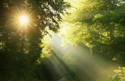 Дерево Солнечные Лучи Природа - Бесплатное фото на Pixabay - Pixabay