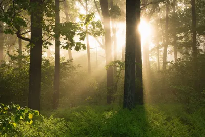 Солнечные лучи, делают свой путь через листву деревьев в саду или диком  лесу на закате или восходе весной или летом Стоковое Фото - изображение  насчитывающей чистка, валы: 169581938
