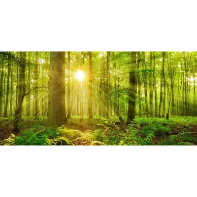 солнечные лучи сквозь мшистый лес, красивый лес и восход солнца в киосато,  префектура Яманаси, Hd фотография фото фон картинки и Фото для бесплатной  загрузки