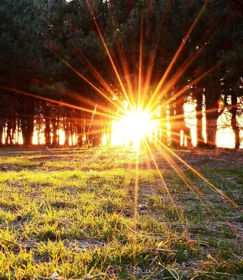 Дерево На Рассвете С Лучами Солнца — стоковые фотографии и другие картинки  2015 - 2015, Без людей, Блестящий - iStock