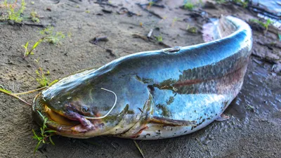 Гигантского сома выловили рыбаки в Сырдарье (фото, видео) — Новости Шымкента