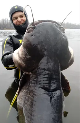 Рыбак поймал огромного сома в Нижегородской области 2 августа 2020 года |  Нижегородская правда