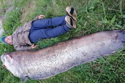 Рыбак на волыни поймал огромного сома - фото | РБК Украина