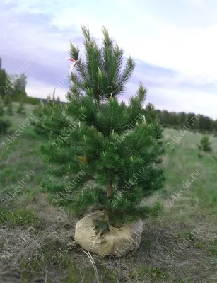 Сосна Черная (Pinus nigra) - цены, фото и описание | Купить саженцы для  посадки с доставкой почтой в питомнике ДивоСад-СПб