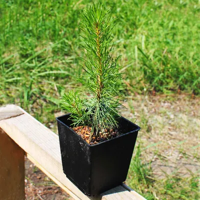 Сосна черная 🌲 по лучшей цене 39000 руб. в Москве - купить саженцы Pinus  Nigra в питомнике «Зеленый Рай»